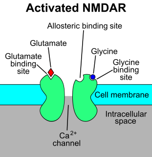 <span class="mw-page-title-main">NMDA receptor</span> Glutamate receptor and ion channel protein found in nerve cells