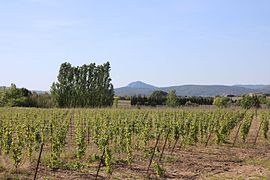 Vignes et Pic de Vissou au loin.