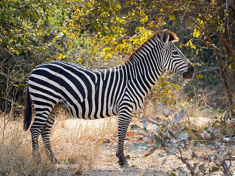 File:Adult Zebra Side Luangwa Jul23 A7C 05906.jpg