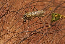 A. vittiger Aedes vittiger.jpg