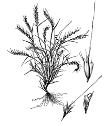 Aegopogon tenellus drawing.png