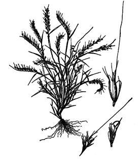 <i>Aegopogon</i> Genus of grasses