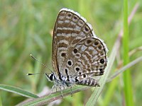 African Babul Blue (Azanus jesous).jpg