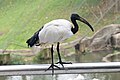 African Sacred Ibis profile (25084165323).jpg