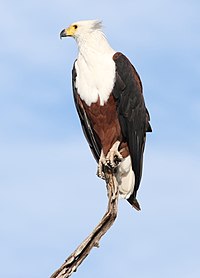 African fish eagle, Haliaeetus vocifer, at Chobe National Park, Botswana (33516612831).jpg
