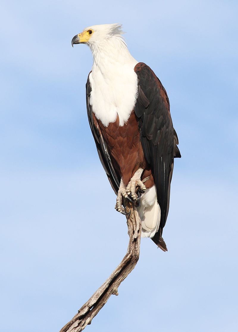 Is the African fish eagle the same as the bald eagle? - Quora