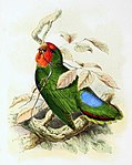Agapornis pullarius 1869.jpg