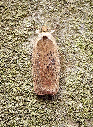 <i>Agonopterix scopariella</i> Species of moth