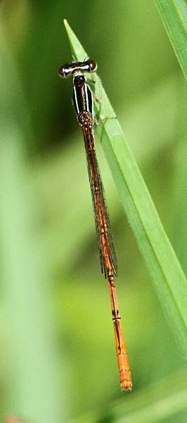 Agriocnemis falcifera