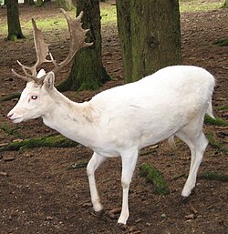 A white fallow deer (Dama dama) stag in Hellenthal, Germany Albino-Damhirsch Hellenthal 0656.jpg