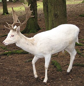 Lösistik alageyik (Dama dama) Hellenthal, Almanya