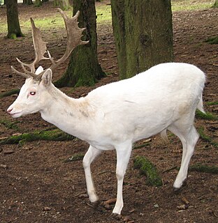 White stag