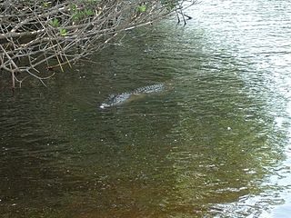 <span class="mw-page-title-main">Florida Gators</span> Intercollegiate sports teams of the University of Florida