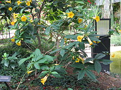 Description de l'image Allamanda oenotherifolia3.jpg.