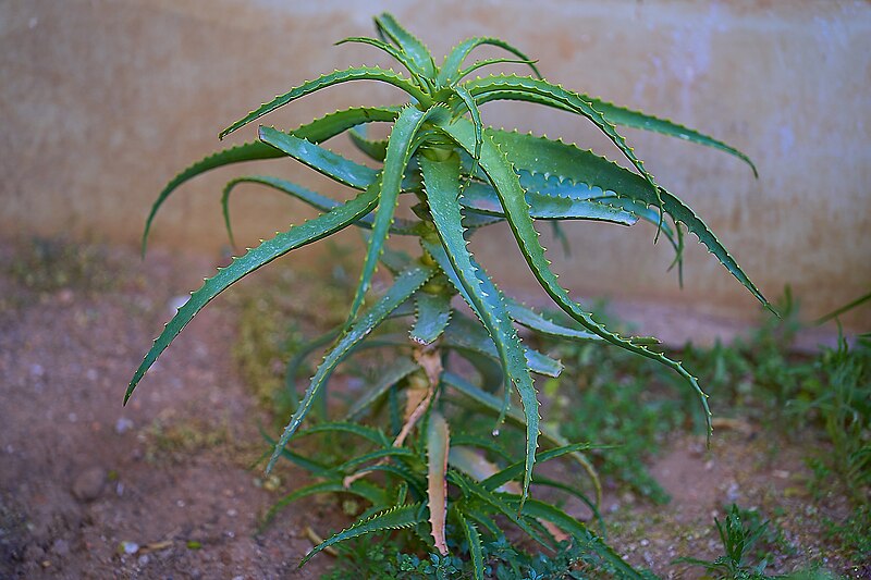 File:Aloe (Aloe Cantelabra) in Athens on May 19, 2023.jpg