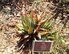 Aloe falcata - vanrynsdorp aloe - KDNBG Worcester.jpg