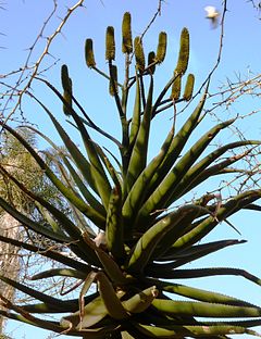 Aloe rupestris, vroeë bloeiwyse, Pretoria.jpg