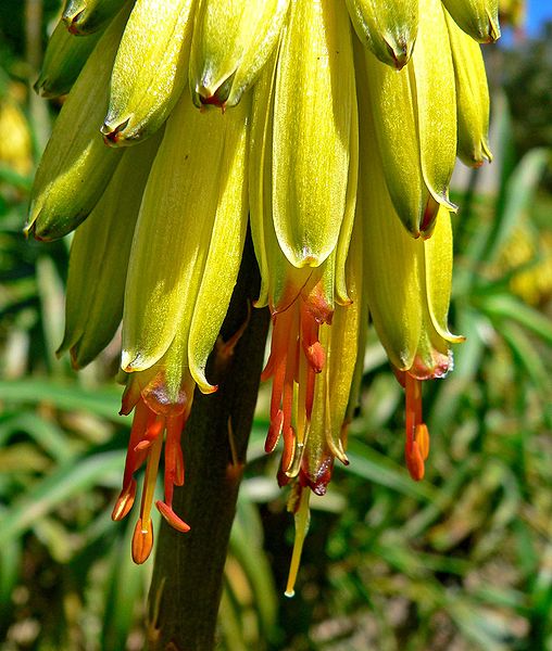 File:Aloe striatula 4.jpg