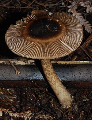 Amanita pekeoides 39317.jpg