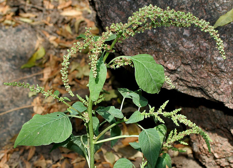 File:Amaranthus viridis W2 IMG 3850.jpg