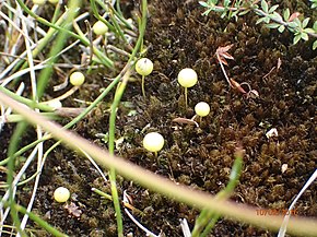 Beschrijving van de Ambuchanania leucobryoides .jpg afbeelding.