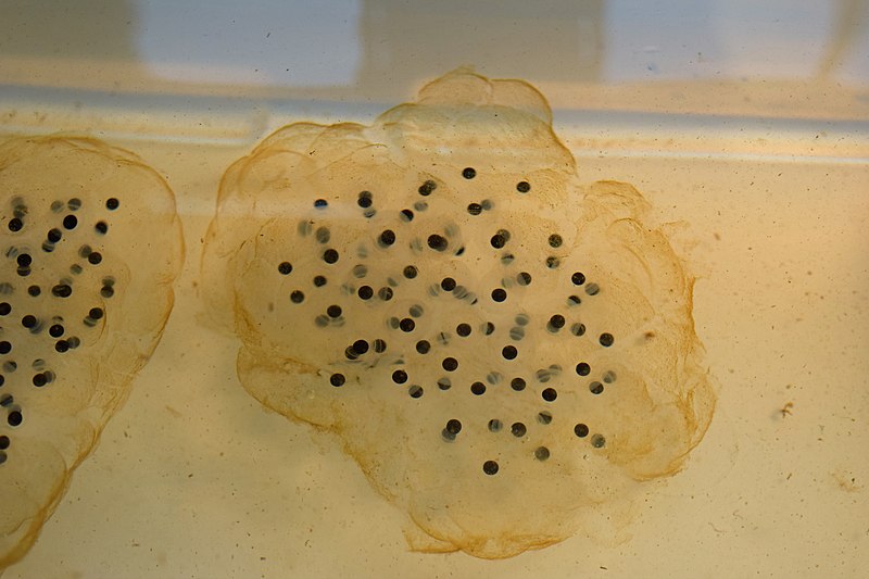 File:Ambystoma maculatum egg mass.jpg