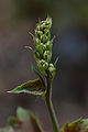 Heuchera americana 'Garnet' emerging flower stalk