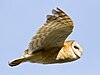 Adult in flight Barn Owl Tyto alba Carrizo 2.jpg
