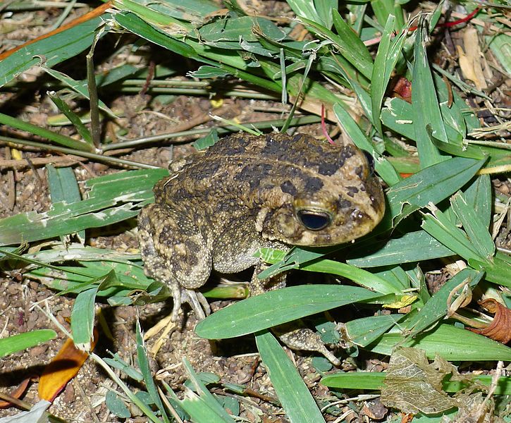 File:Amietophrynus gutturalis. African Common Toad - Flickr - gailhampshire (1).jpg