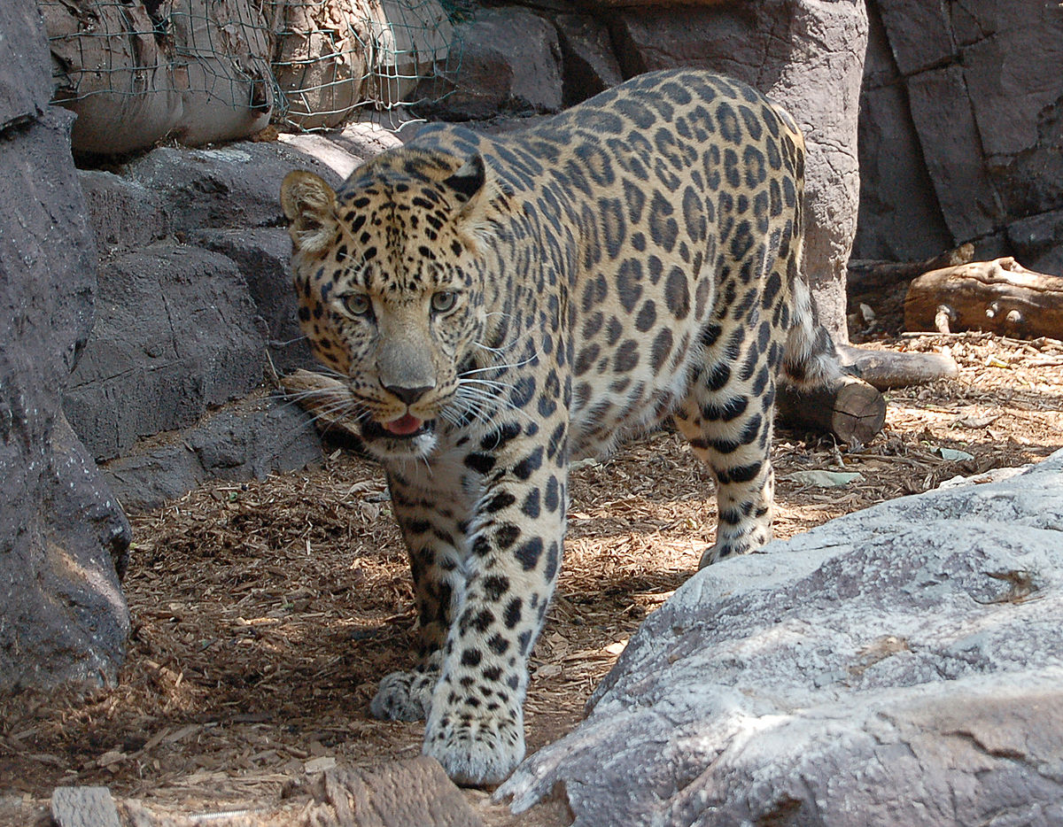 Amur leopard – Wikipedia, the free encyclopedia