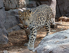 Amur Leopard Panthera pardus orientalis Facing Forward 1761px.jpg