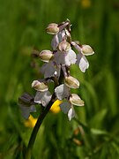 Orchis morio f. semialba