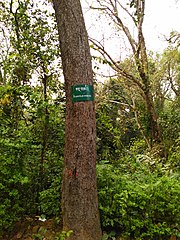 View of a cashew tree stem in Lawachara National Park, Bangladesh