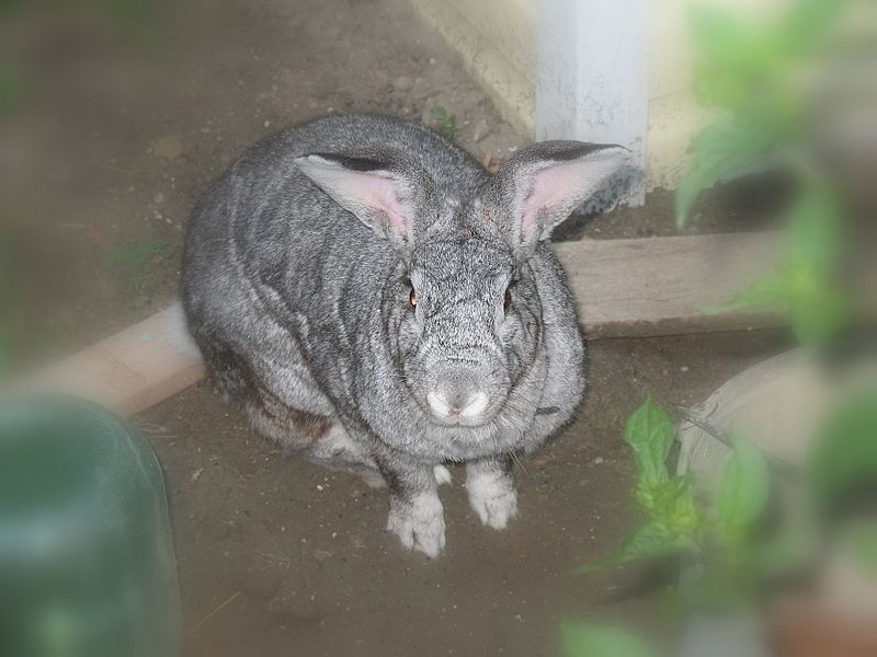 File:Anapa, rabbit (6851224510).jpg