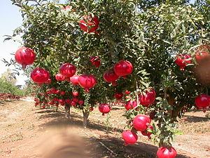 Anar(Pomegranate).jpg
