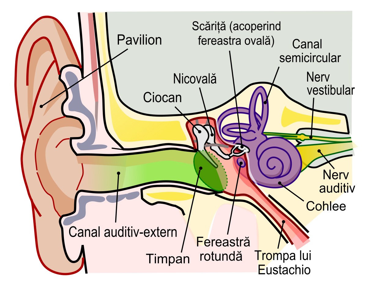 urechea medie și vederea hipermetropie pe scurt