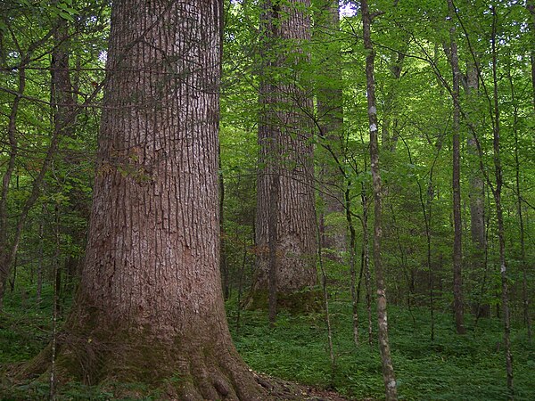 Ancient tulip poplar grove in Joyce Kilmer Memorial Forest.