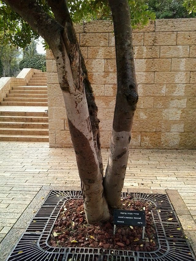 photo en couleur d'un arbre formé de plusieurs troncs, devant un mur de pierre