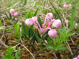 Andromeda polifolia Japan 1.JPG