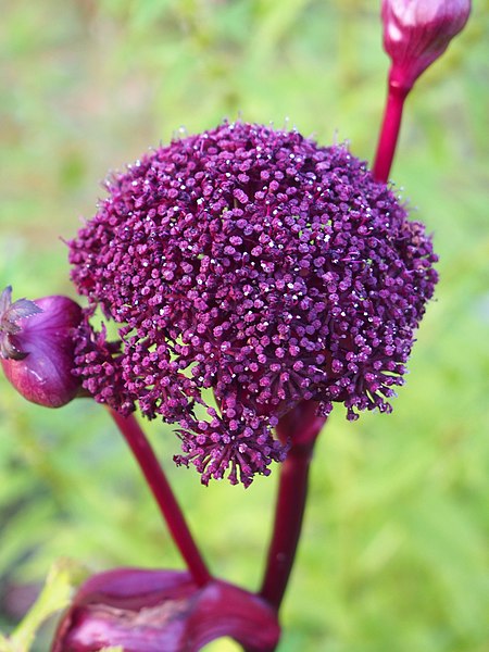 File:Angelica gigas Dzięgiel 2020-08-07 04.jpg