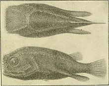 Laporan tahunan Dewan Bupati dari Smithsonian Institution (1908) (14770492895).jpg