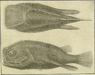 <i>Coelophrys</i> Genus of fishes