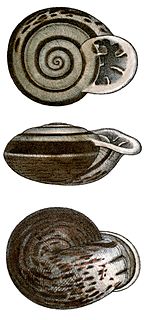 <i>Anostoma octodentatum</i> species of mollusc