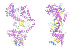 Factor letal