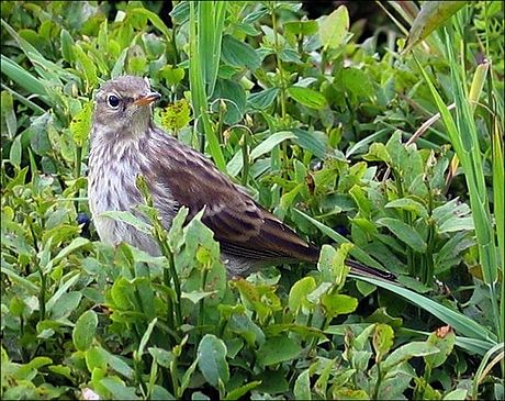 Anthus spinoletta