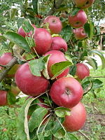 AppleOehringerBloed Streifling168.JPG