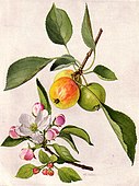 Apple and blossom (Malus domesticus)