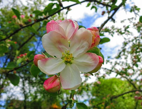 Apple tree flowers in Estonia