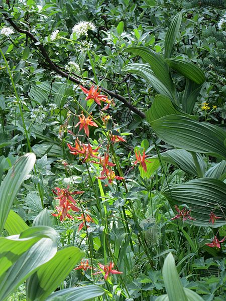 File:Aquilegia formosa (Ranunculaceae) (9534259556).jpg