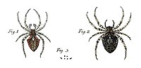 Imatges originals (Araneus angulatus) en la Planxa 1 de Svenska Spindlar
